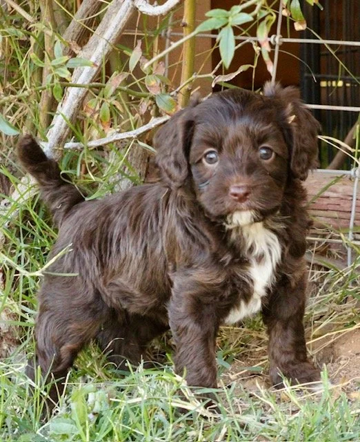 Dorothy 5 weeks Winter Olympics.jpg