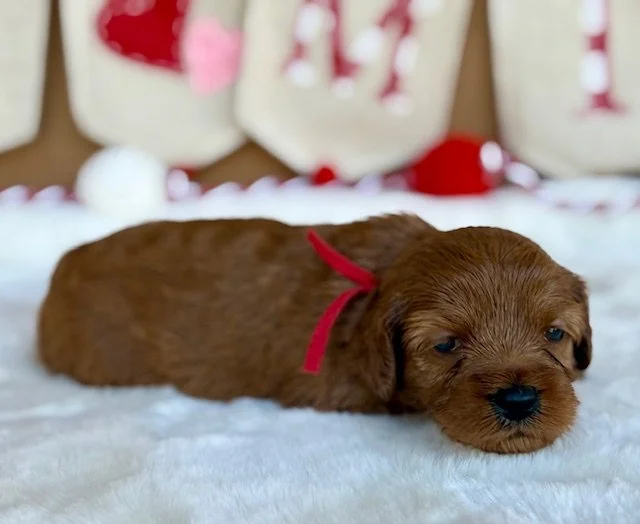 Peaches 3 weeks Sun-kissed litter .jpeg