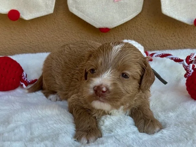 Clementine 3 weeks Sun Kissed .jpeg