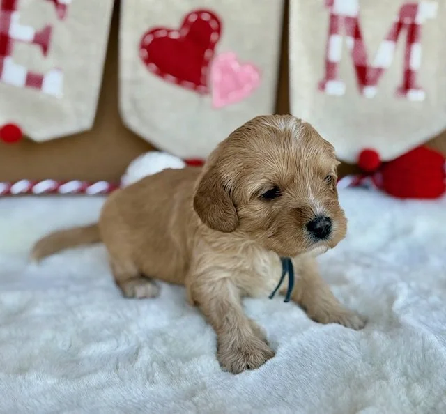 Pom 3 weeks Sun-kissed Litter .jpeg