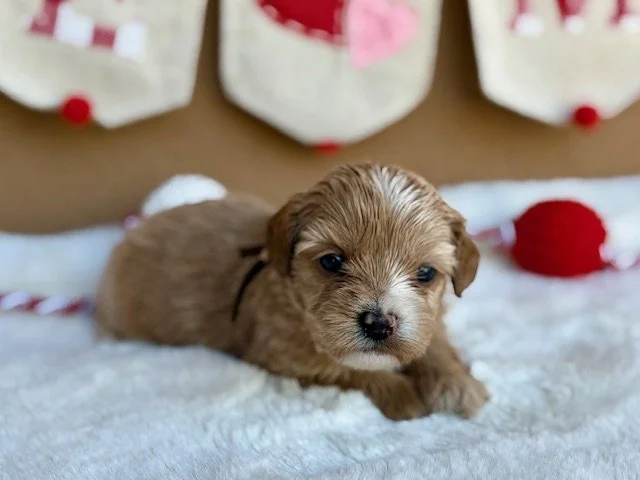 Honey Bell 3 weeks Sun-kissed litter .jpeg