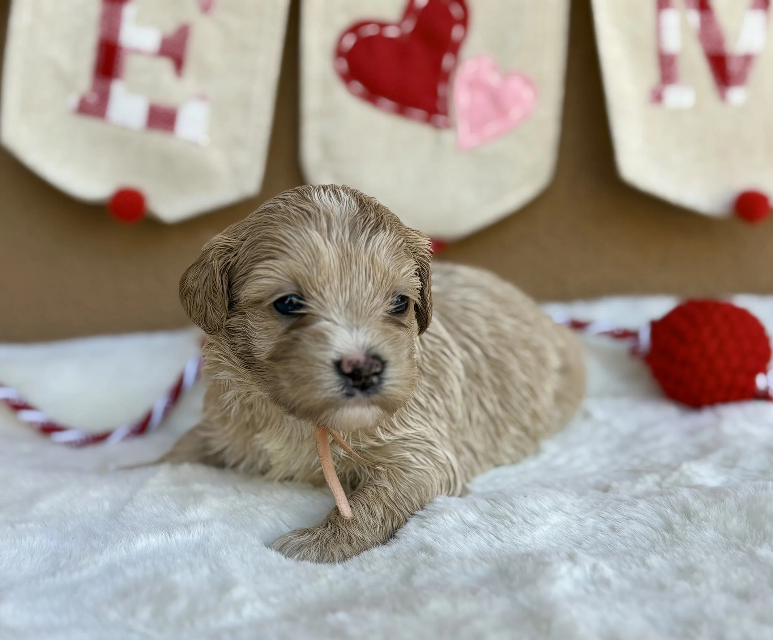 Sunny 3 weeks Sun-kissed Litter.jpeg