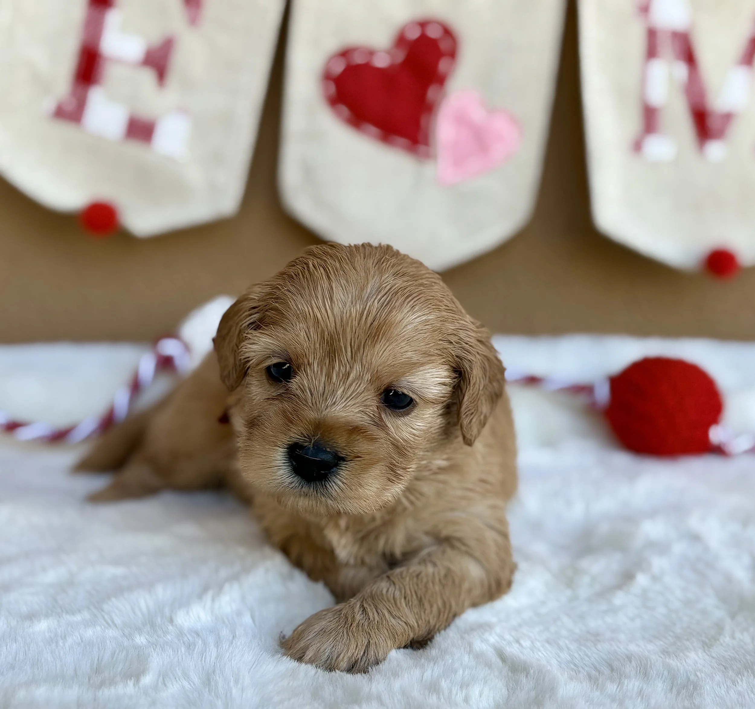 Tangerine 3 weeks Sun-kissed Litter .jpeg