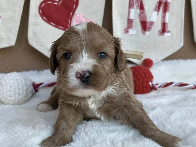 Twist 3 weeks Sun-kissed Litter.jpeg