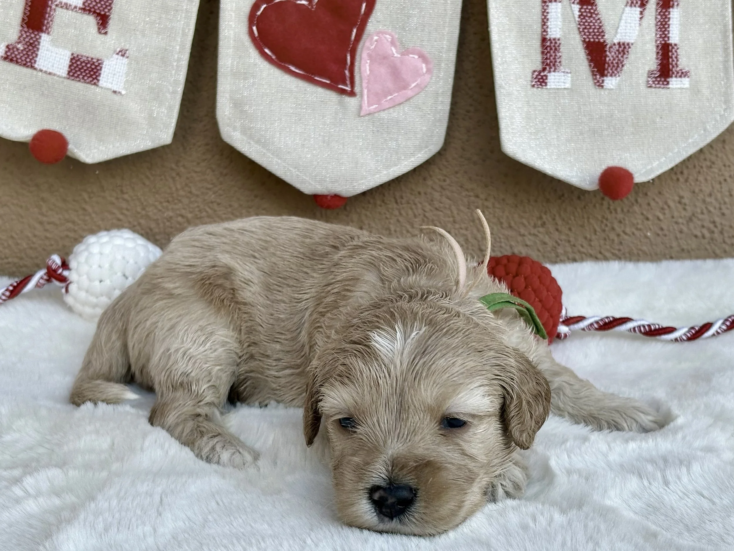 Tango 3 weeks Sun-kissed Litter .jpeg