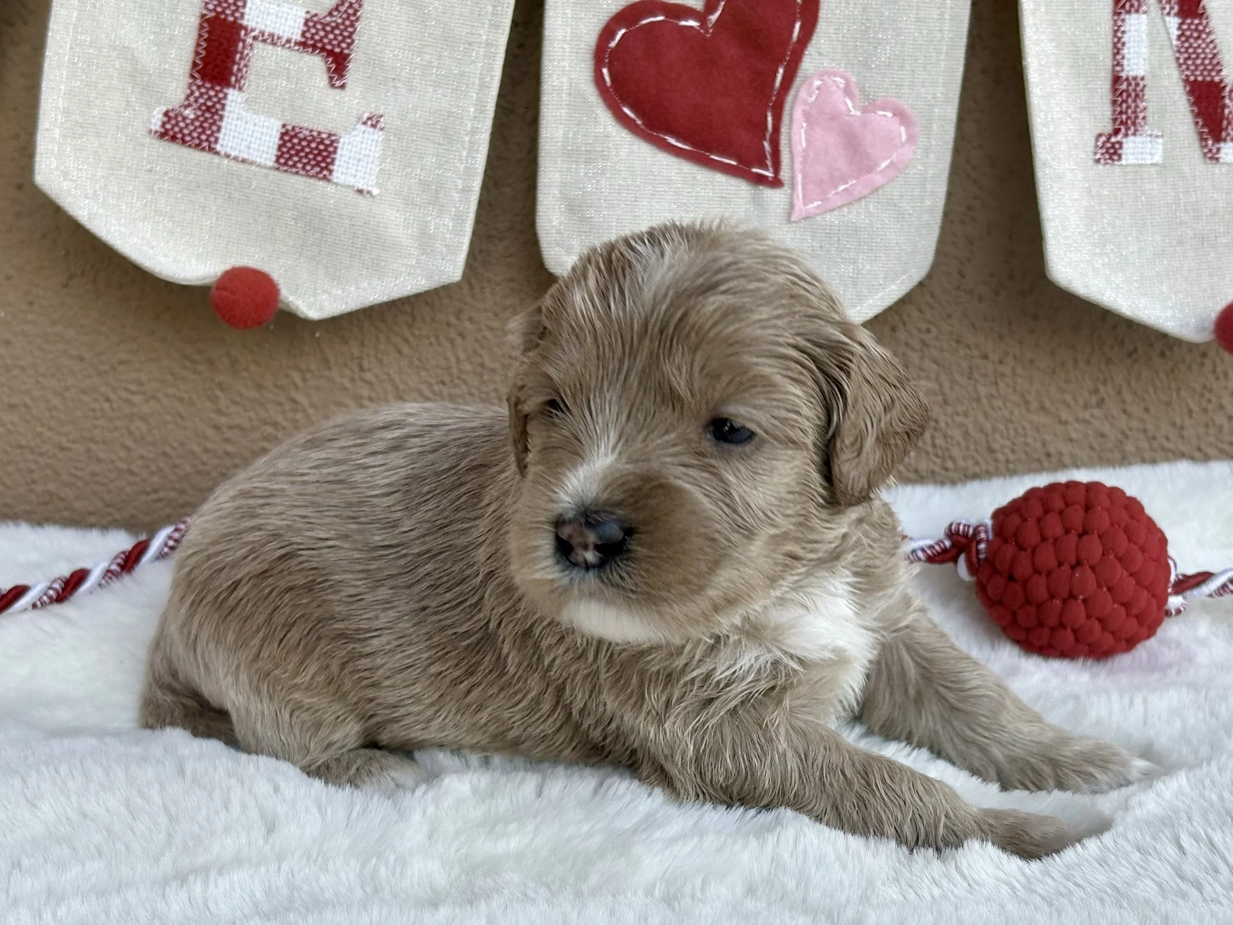 Goldie 3 weeks Sun-kissed Litter .jpeg