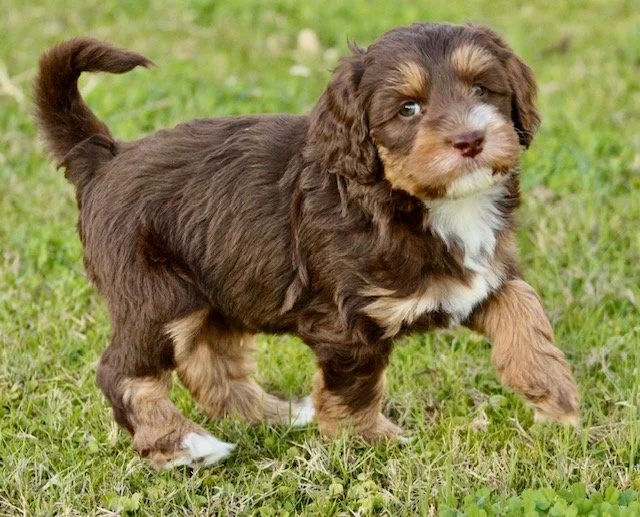 Button 5 weeks old Winter Olympians.jpg