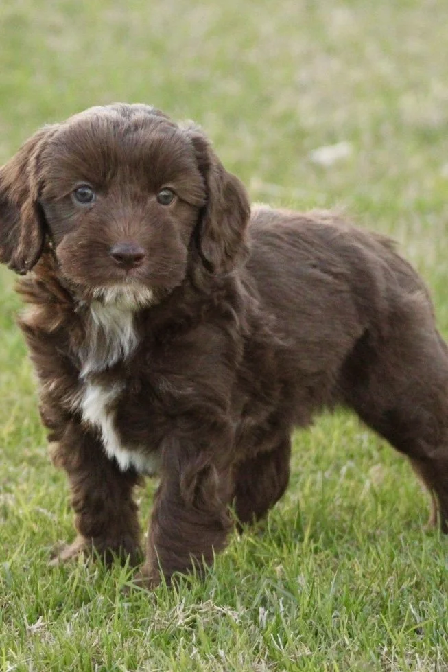 Shaun 5 weeks Winter Olympians.jpg