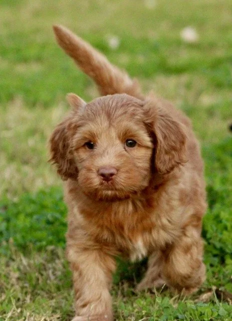 Bode  5 weeks Winter Olympians.jpg