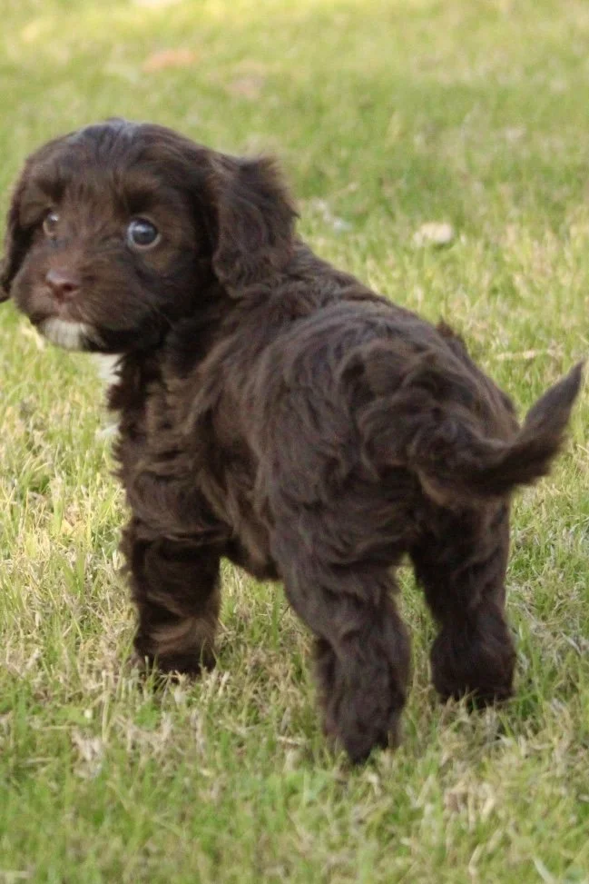 Dorothy 5 weeks Winter Olympians .jpg