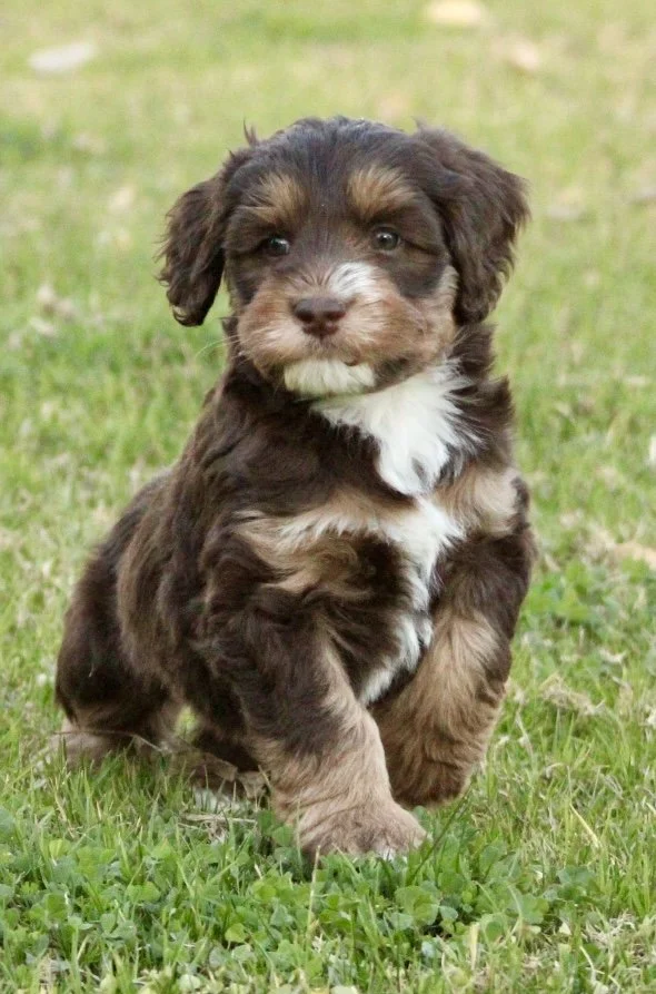 Button 5 weeks Winter Olympians.jpg