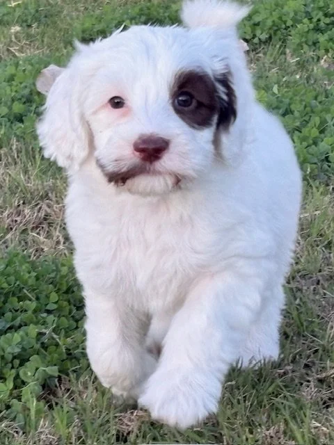 Picabo 5 weeks Winter Olympians .jpeg