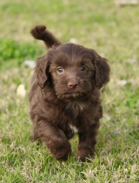 Apollo 5 weeks Winter Olympians .jpg