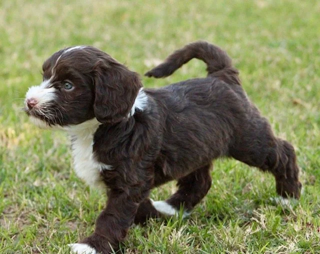 Scotty 5 weeks Winter Olympians .jpg