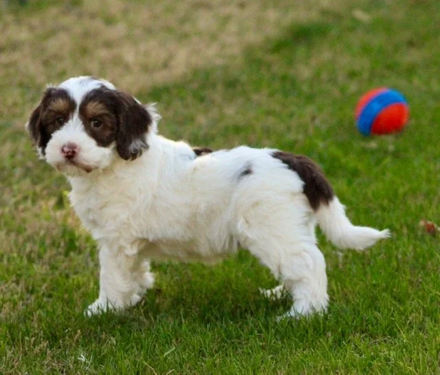 Bosco 5 weeks Winter Olympians .jpg