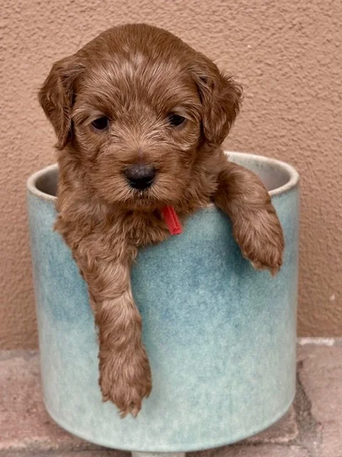 Peaches 4 weeks Sin-kissed litter .jpeg