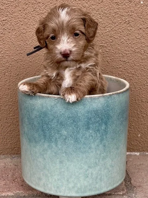 Clementine girl 4 weeks Sun-kissed litter.jpeg