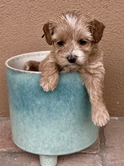 Honey Bell 4 weeks Sun-kissed litter.jpeg