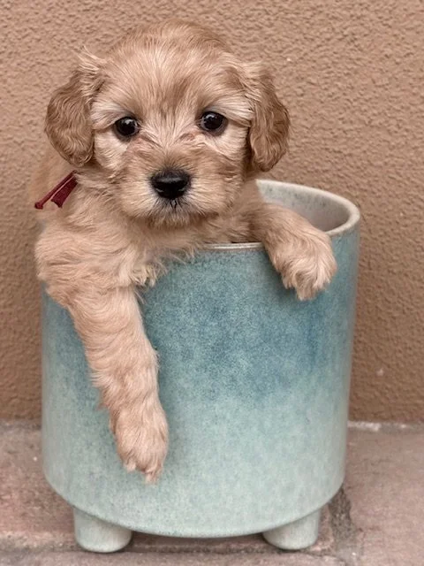 Tangerine girl 4 weeeks Sun-kissed litter '.jpeg