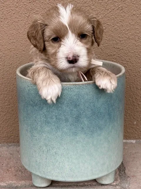 Fizz boy 4 weeks Sun-kissed Litter '.jpeg