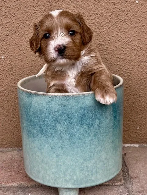 Twsit boy 4 weks .jpeg