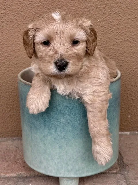 GOldie boy 4 weeks Sun-kissed litter.jpeg