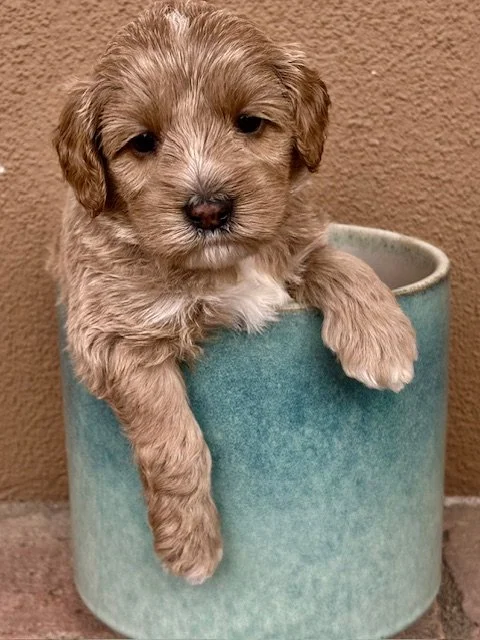 Tango boy 4 weeks Sun-kissed litter.jpeg