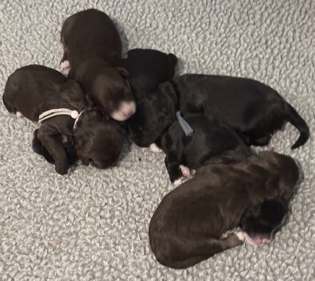 Sugar and spice newborns 1.jpeg