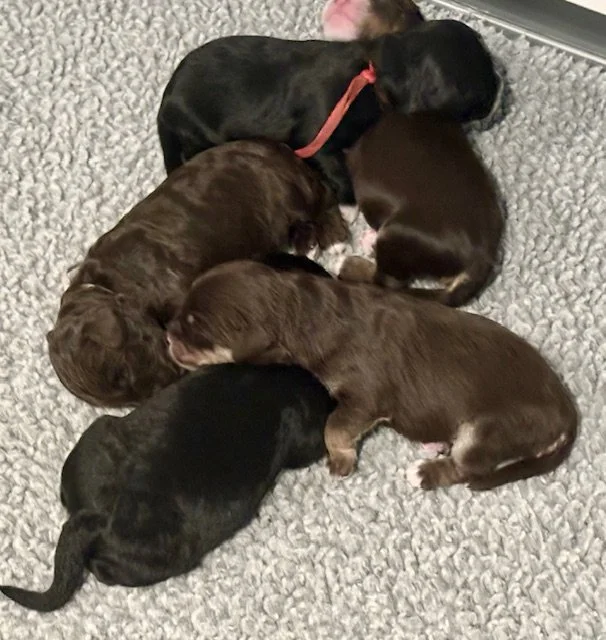 Sugar and Spice newborns 2.jpeg