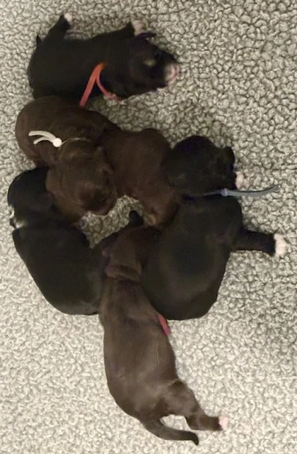 Sugar and Space newborns 3 .jpeg