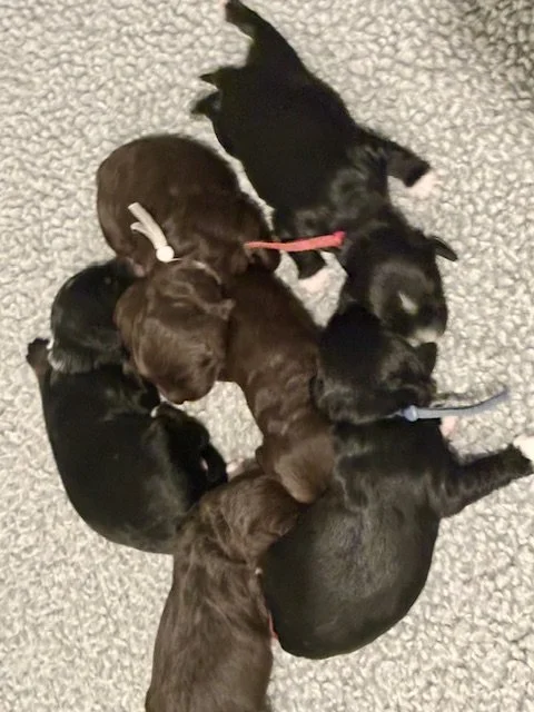 Sugar and Spaice newborns 4 .jpeg