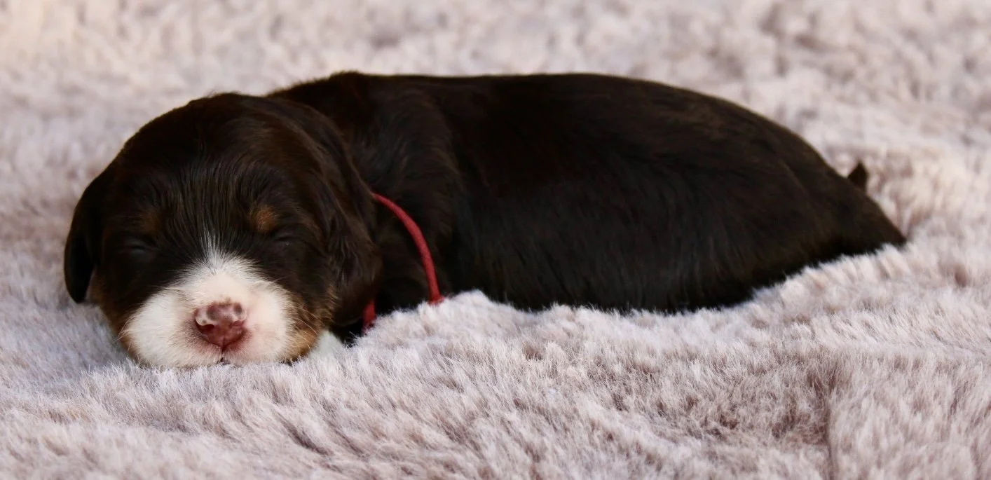 Brulee girl 2 weeks Sugar and Spice .jpg