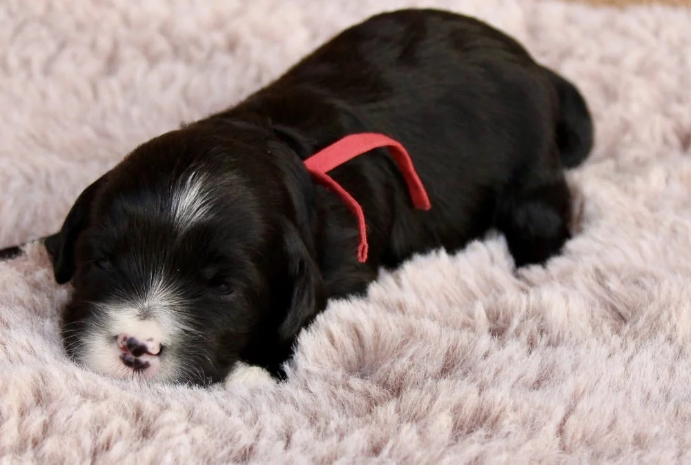 Agave girl 2 weeks Sugar and Spice.jpg