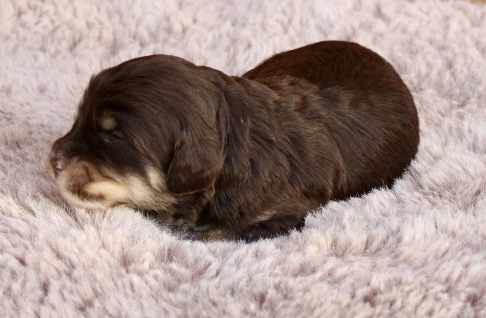 Mela 2  female weeks Sugar and Spice.jpg