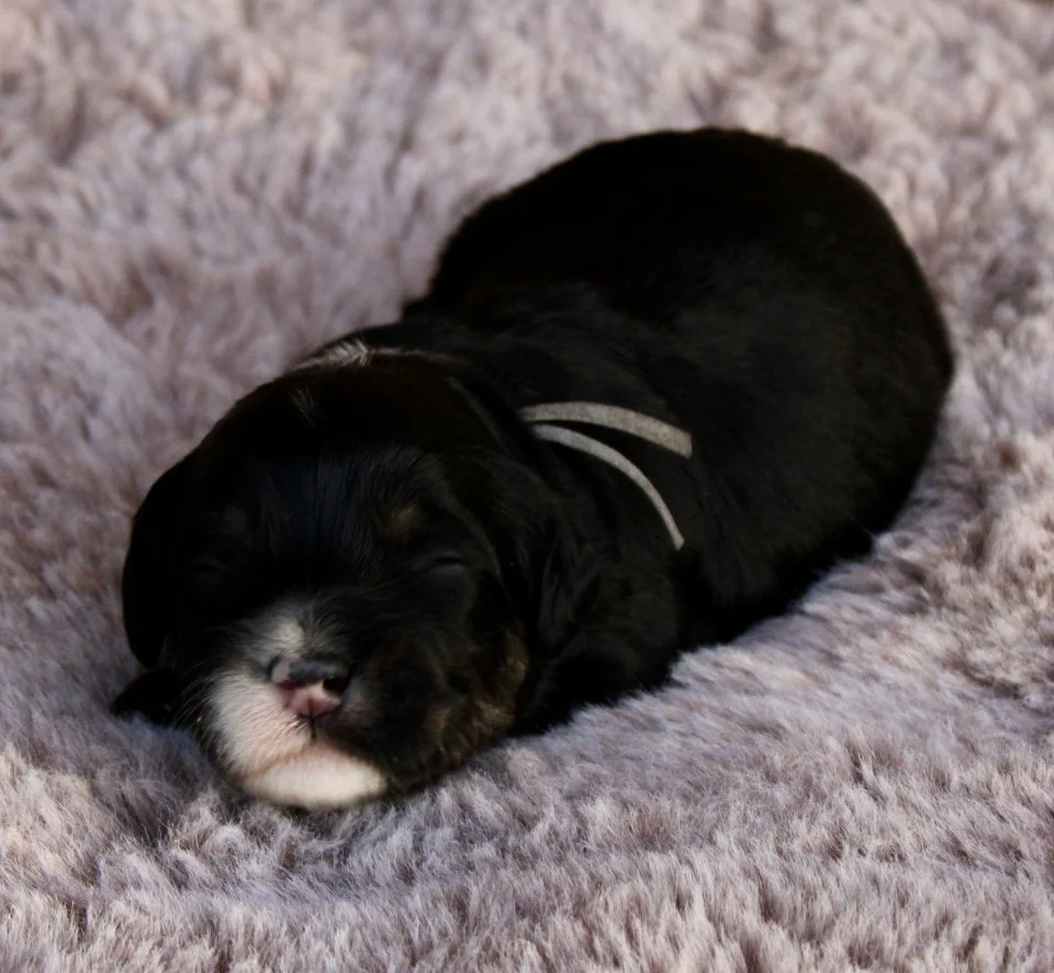 Clove boy 2 weeks Sugar and Spice.jpg