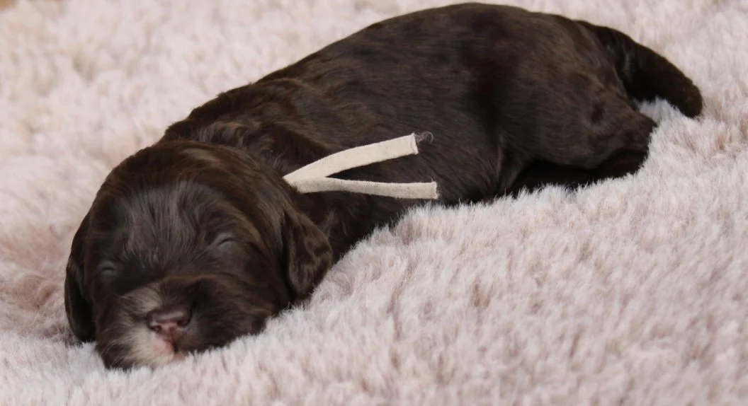 Sage boy 2 weeks Sugar and Spice .jpg