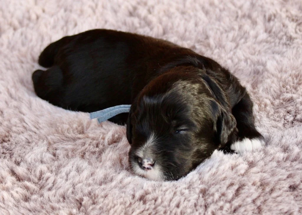 Basil 2 weeks Sugar and Spice.jpg