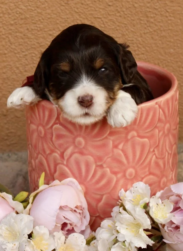 Brulee girl 3 weeks Sugar and Spice.jpg