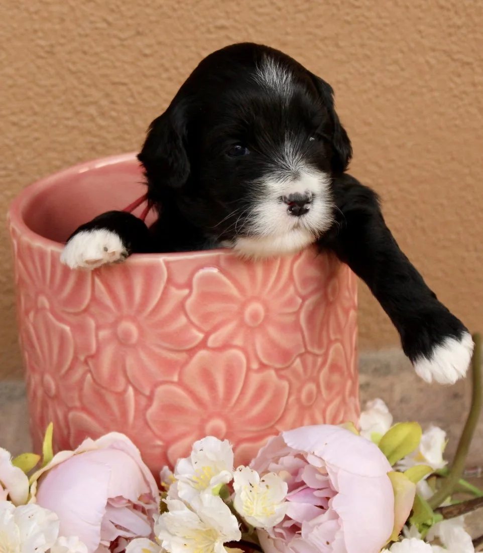 Agave Girl 3 weeks Sugar and Spiace .jpg