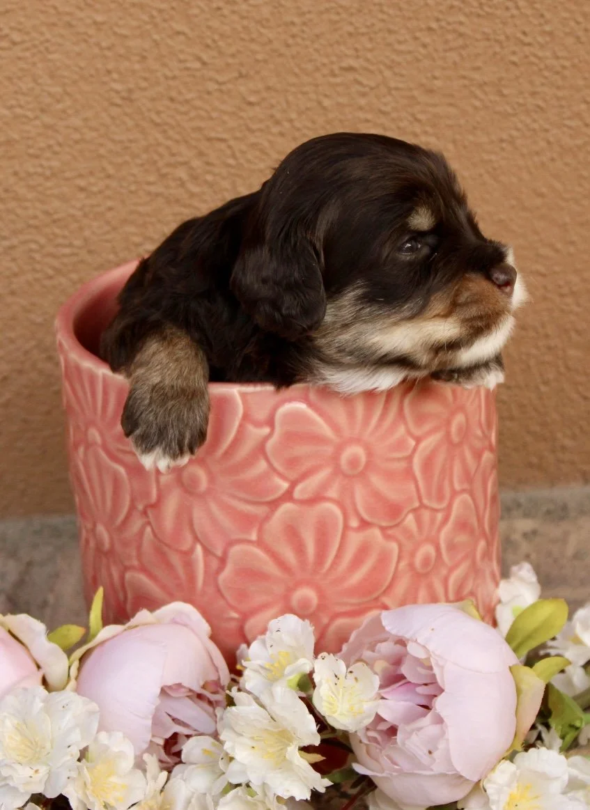 Mela girl 3 weeks Sugar and Spice.jpg