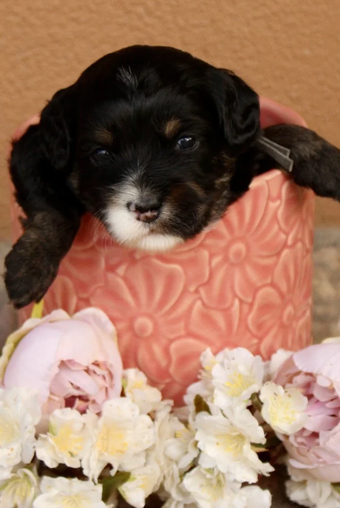 Clove boy 3 weeks Sugar and Spice.jpg