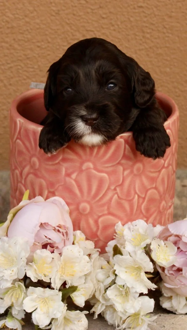 Sage boy 3 weeks Sugar and Spice .jpg