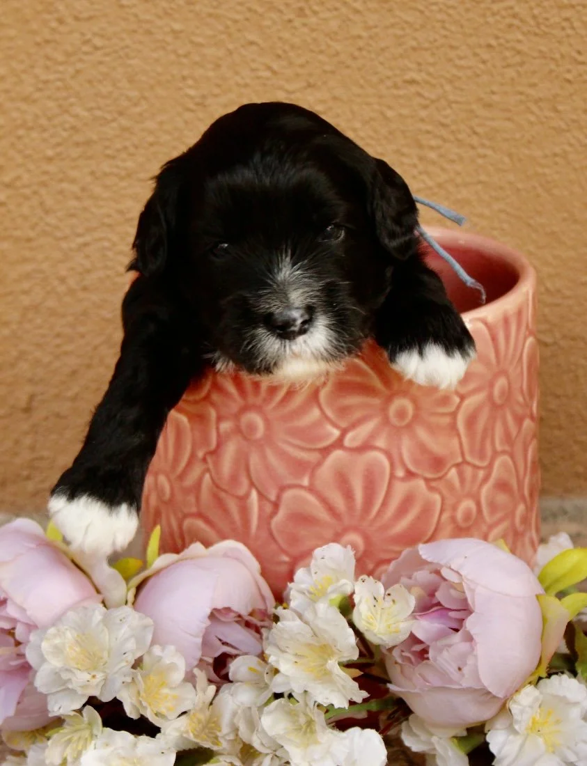 Basil boy 3 weeks Sugar and Spice.jpg