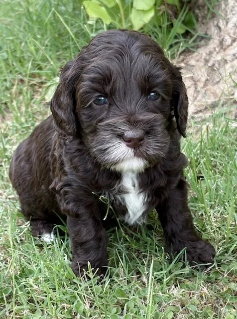 Sage boy 4 weeks Sugar and Spice .jpeg