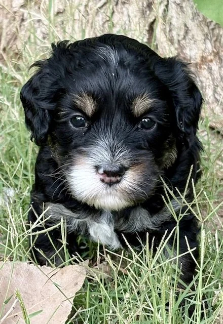 Clove boy 4 weeks Sugar and Spice .jpeg