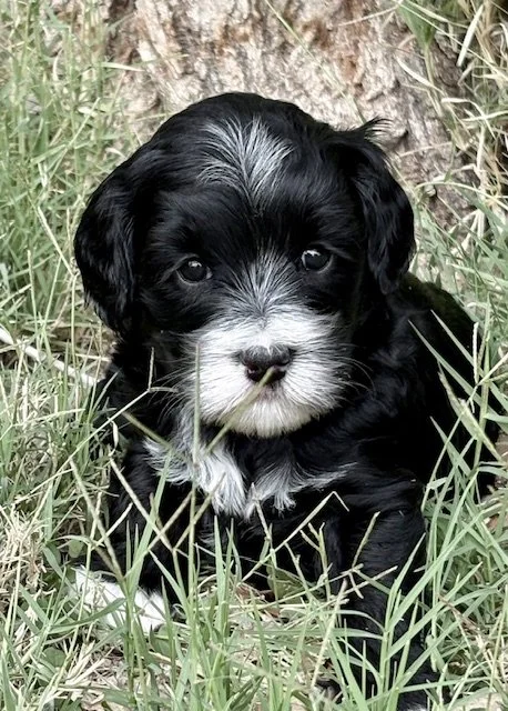 Agave girl 4 weeks Sugar and Space .jpeg