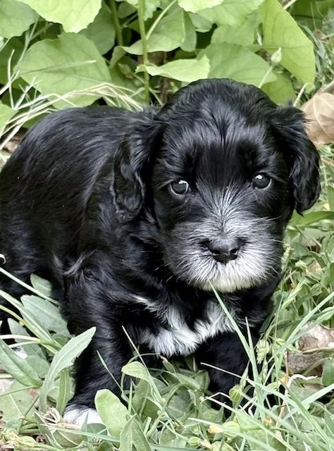 Basil boy 4 weeks Sugar and Spice .jpeg