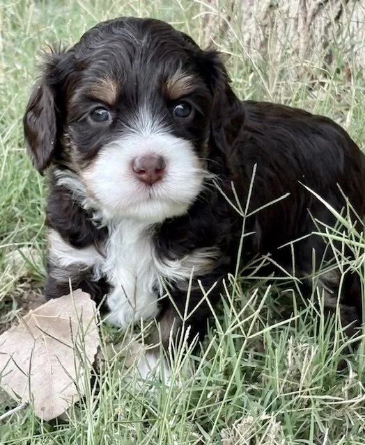 Brulee 4 weeks Sugar and Spice .jpeg