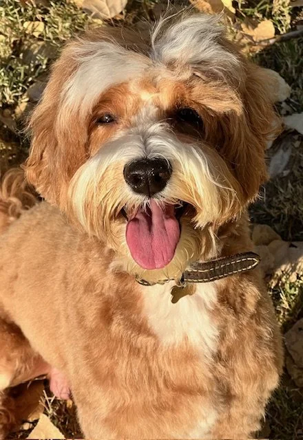 Marley smiles .jpg