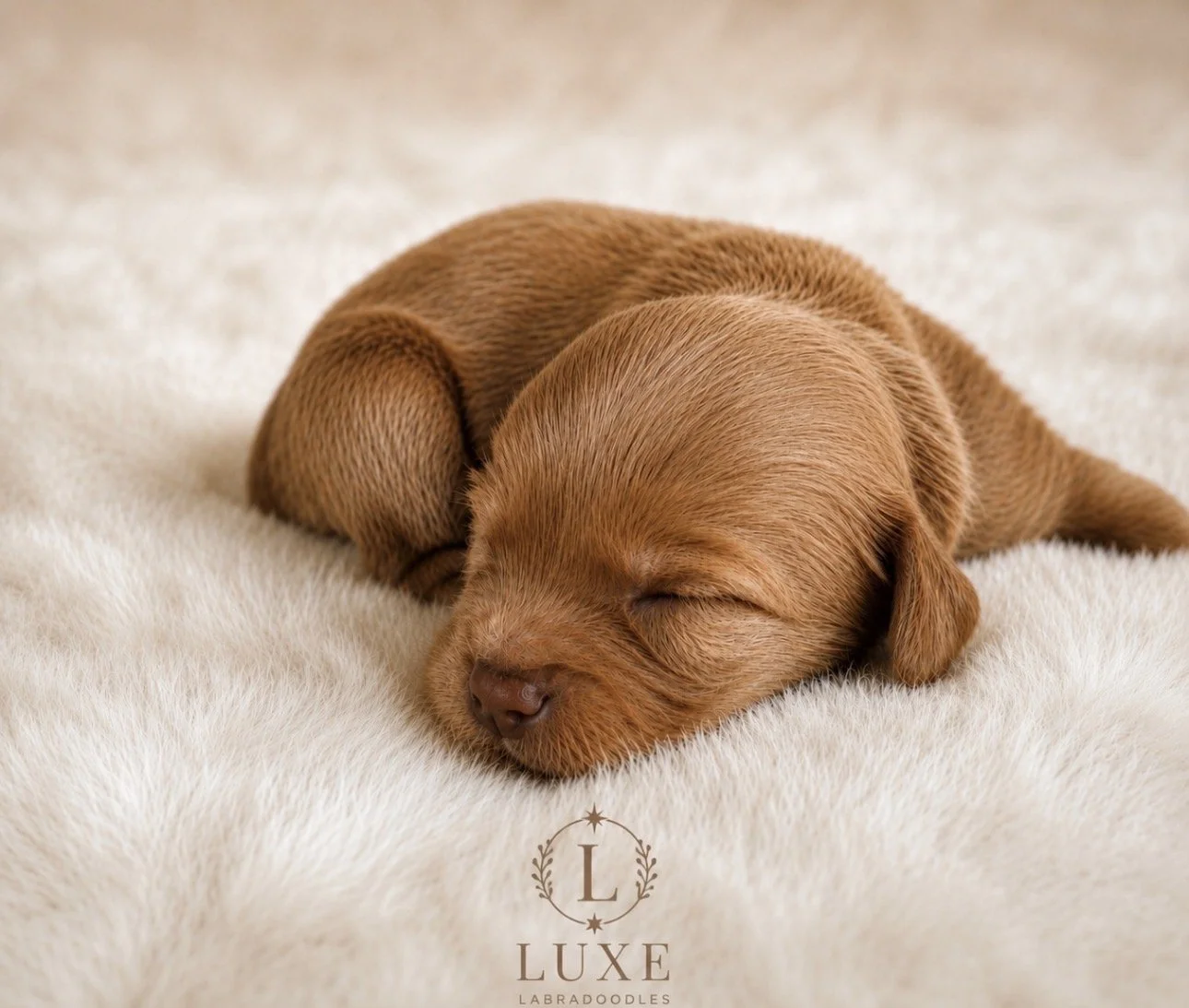 Honey 2 weeks NN.jpg